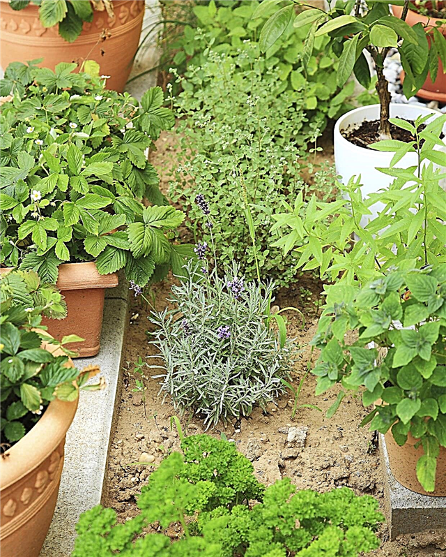 Na co se bylina používá: Další informace o bylinkových zahradách