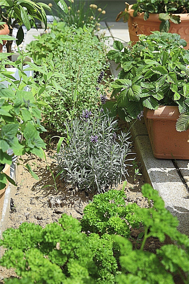Herb Garden Design - výběr místa pro Herb Garden