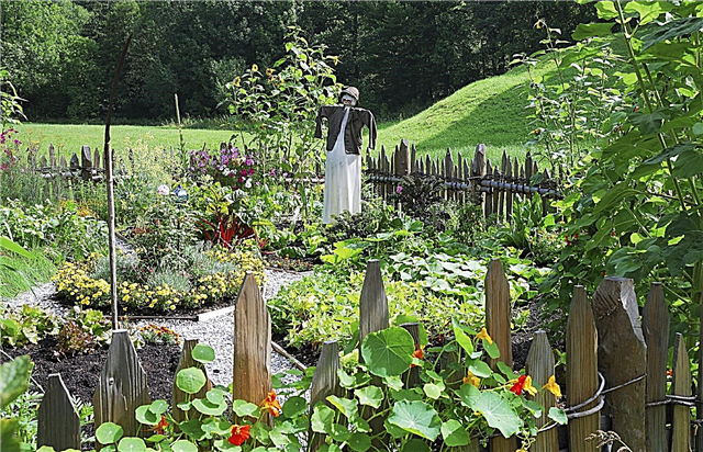 Conception de jardins potagers: comment concevoir des jardins potagers