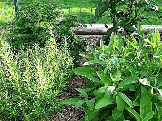 Edible Herb Gardens: نصائح لزراعة حديقة الأعشاب الطهي
