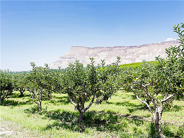 Árboles frutales del suroeste: cultivo de fruta en la región suroeste
