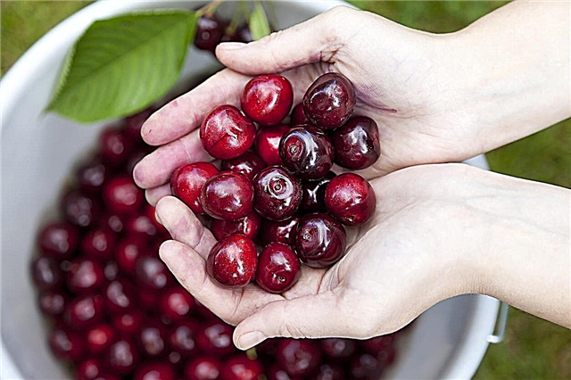 Tipy po sklizni Cherry Storage - Jak zacházet se sklizenými třešněmi