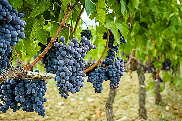 Necessidades de polinização da videira - as uvas são autossustentáveis