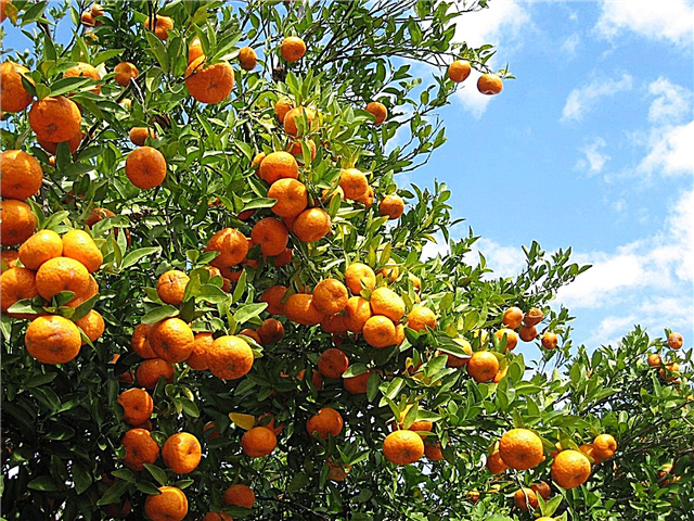 أشجار الفاكهة في جنوب شرق الولايات المتحدة - زراعة أشجار الفاكهة في الجنوب