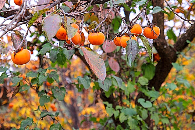Gjødsling av persimmontrær: Lær om fôring av et persimmonfrukttre