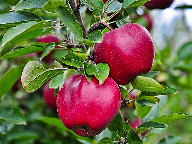 الفاكهة للمناطق الشمالية الوسطى: زراعة أشجار الفاكهة في الولايات الوسطى الشمالية