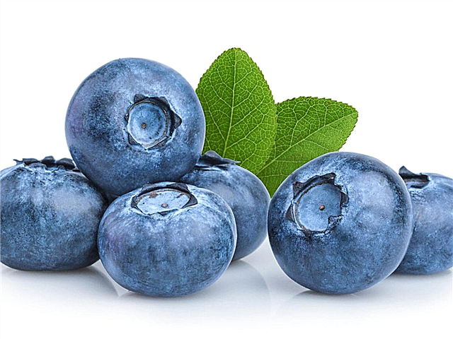 Camellia Blueberry Variety: Qu'est-ce qu'un Bush Camellia Blueberry