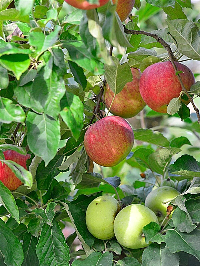 Redčenje drevesa s sadno solato: Kako odstraniti sadje s sadnih dreves