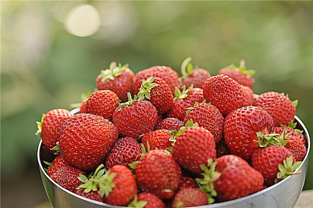 Honeoye Aardbeienplanten: tips voor het kweken van Honeoye-aardbeien