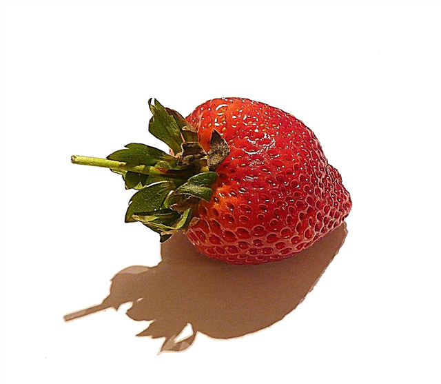 Camarosa Strawberry Care: Wie man eine Camarosa Strawberry Pflanze züchtet