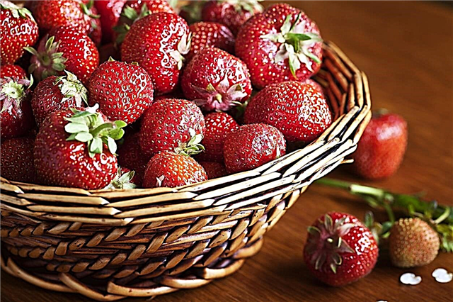 Aromen von Erdbeeren Fakten: Tipps für den Anbau von Aromen Erdbeeren