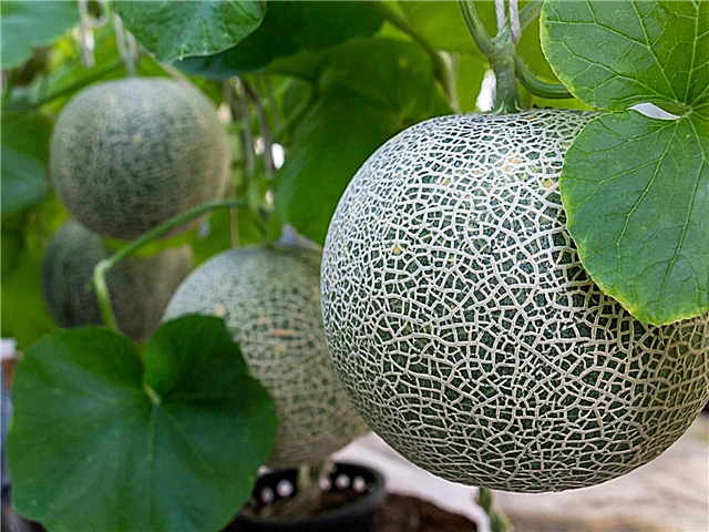 Cómo podar las enredaderas de melón: reducir los melones es efectivo