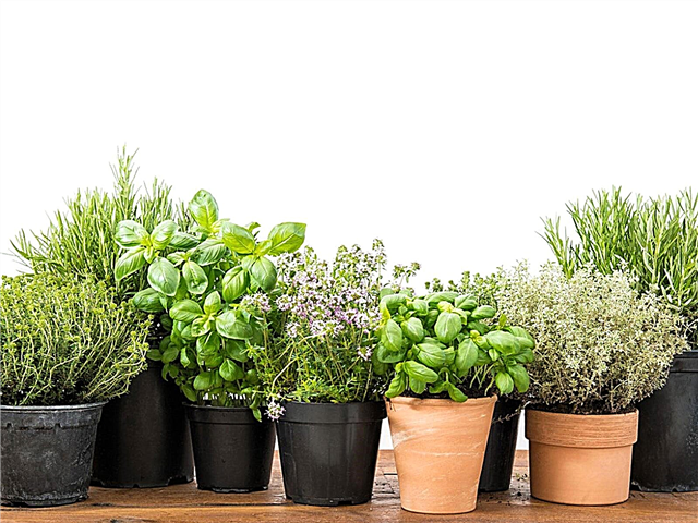 Potted Office Herbs: How To Grow A Office Spice Garden