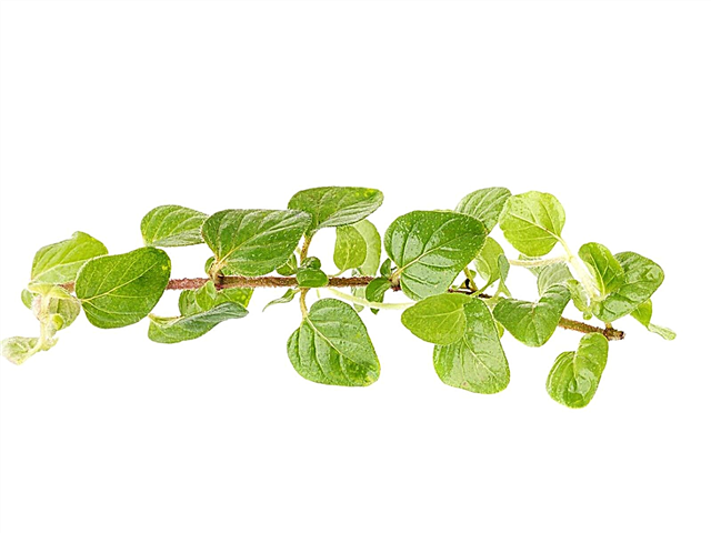 Cultiver de l'origan à partir de boutures - En savoir plus sur l'enracinement des plantes d'origan