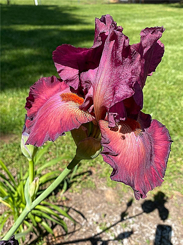 Qué es un iris barbudo: variedades de iris barbudo e información creciente