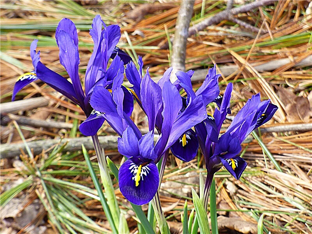 Iris được thử lại là gì - Mẹo trồng hoa Iris có lưới