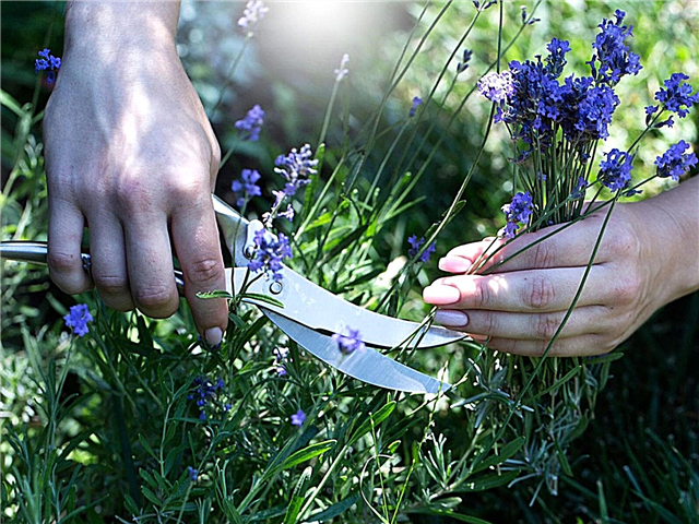 Lavendeloogsttijd: hoe en wanneer u lavendelplanten plukt