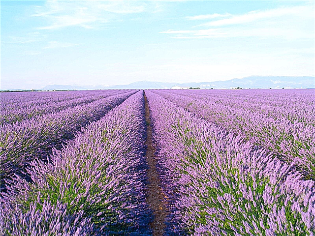 Menanam Ladang Lavender: Cara Memulakan Ladang Lavender