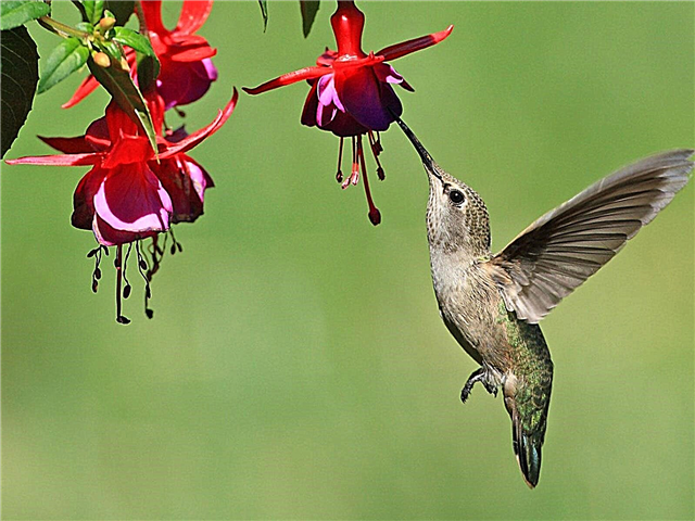 Хуммингбирд Схаде Гарден: биљке сјене које привлаче колибри