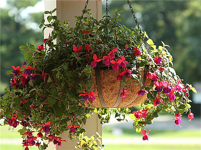 Suspensão Shade Flowers: sombra tolerante flores para cestas de suspensão