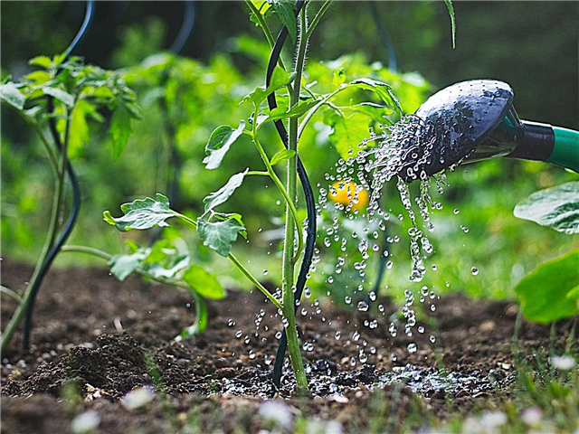 Garden To-Do List: Tâches de jardinage dans les jardins occidentaux