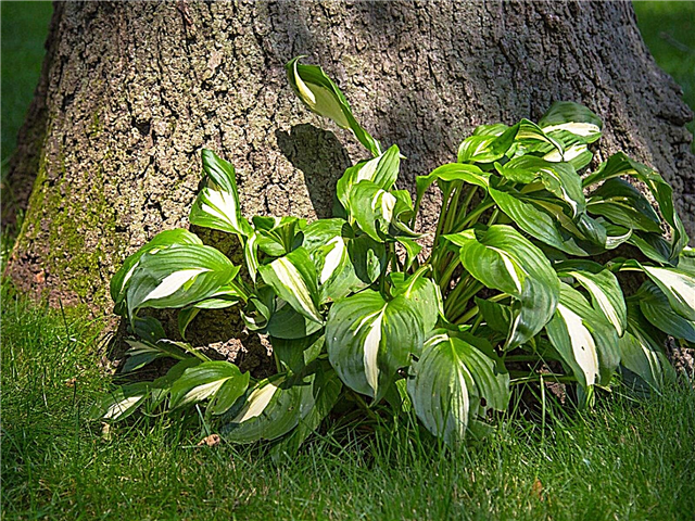 Φυτά σκιάς για όξινα εδάφη - Φυτά καλλιέργειας σε όξινους κήπους σκιάς