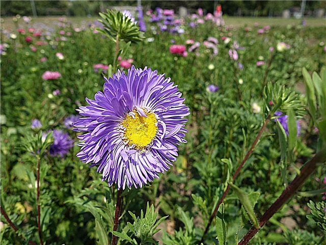 Northern Prairie Annuals - Jaarlijkse bloemen voor West North Central Gardens