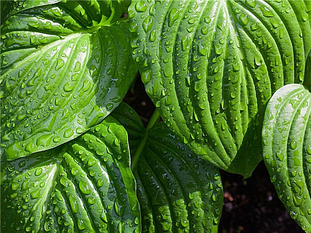 Guide d'arrosage Hosta: Conseils pour arroser une plante Hosta