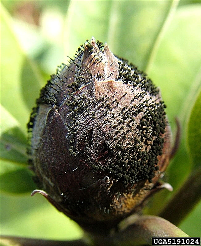 Azalky ztmavnou: Co způsobuje hnědé květy Azalea