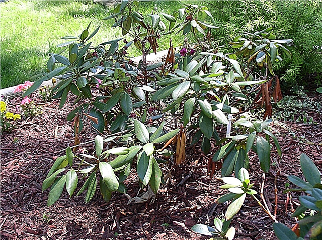 Feuilles de rhododendrons brûlées: Brûlure des feuilles de l'environnement sur les rhododendrons