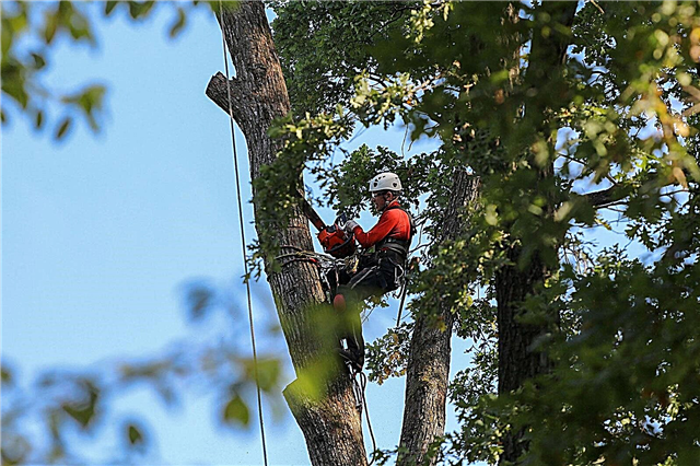 Enlèvement d'arbres professionnel - Quand appeler les professionnels de l'abattage d'arbres