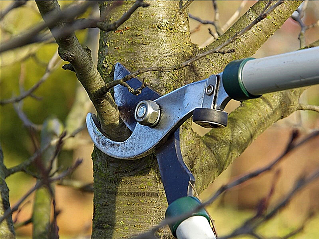 Poda de árboles maduros: cuándo cortar árboles maduros