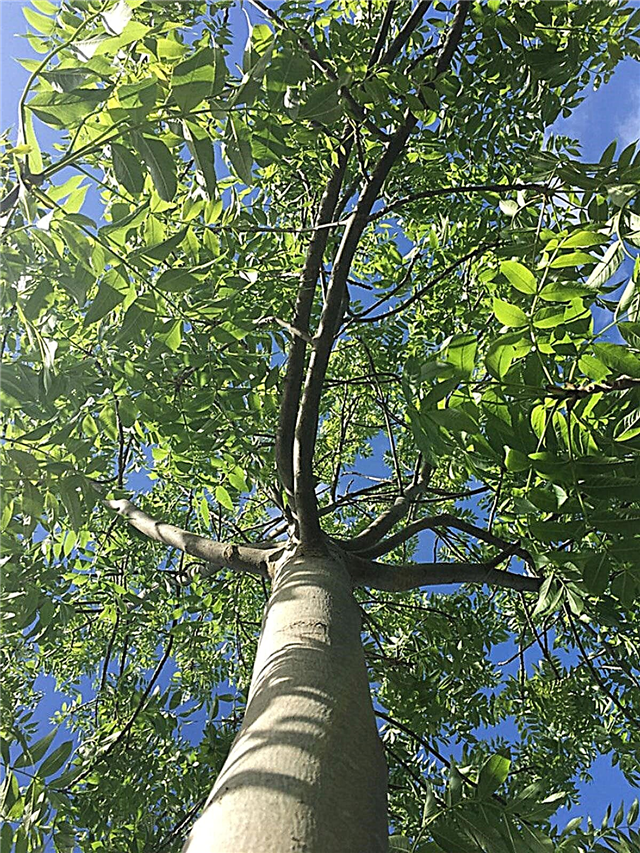 Identificación del árbol de fresno: ¿Qué árbol de fresno tengo?