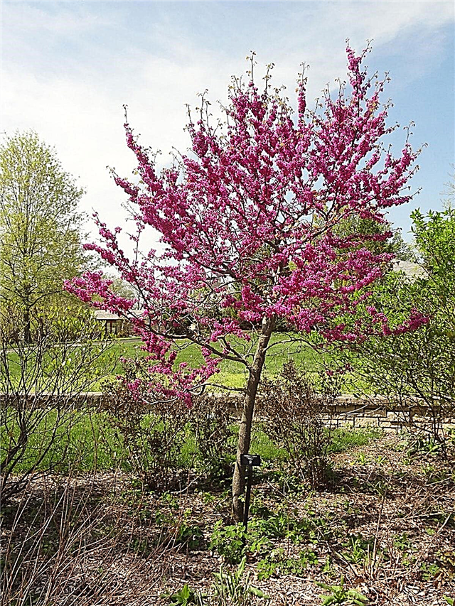 Creciendo Oklahoma Redbud: Cómo plantar un árbol Oklahoma Redbud
