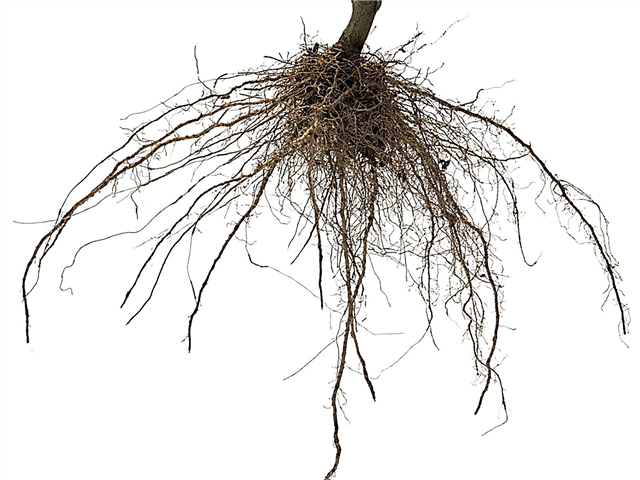 Qu'est-ce que le lavage des racines - En savoir plus sur le lavage des racines des arbres