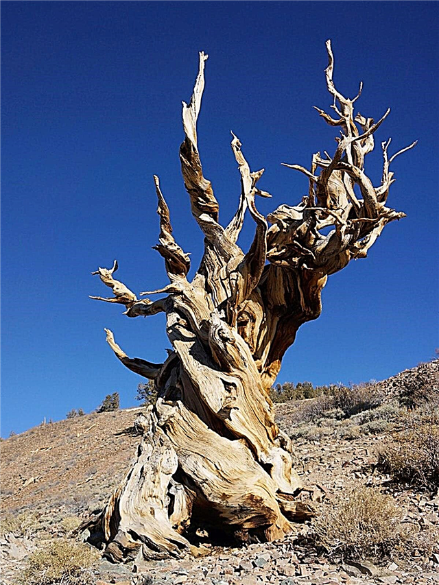 고대 나무 – 지구상에서 가장 오래된 나무는 무엇입니까