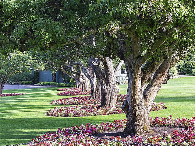 Landskap di Bawah Oaks - Apa Yang Akan Tumbuh Di Bawah Pokok Oak