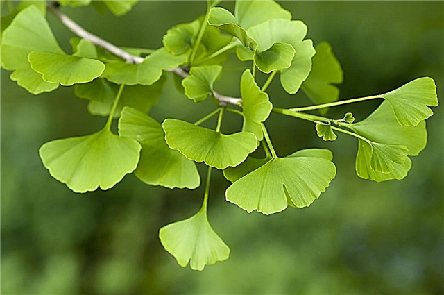 تغذية أشجار الجنكة: تعرف على احتياجات الأسمدة الجنكة