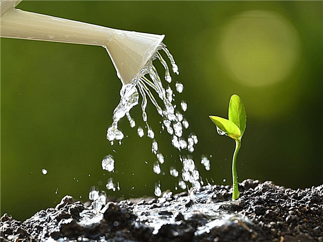 安全に種子に水をまく：種子を洗い流さないようにする方法