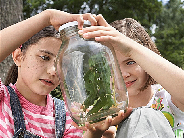 Actividades divertidas de ciencias para niños: vinculación de las lecciones de ciencias a la jardinería