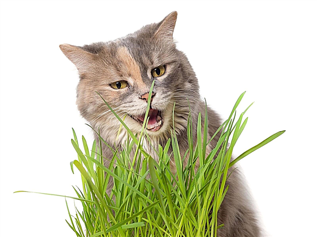 O que é grama do gato - grama crescente para os gatos apreciarem