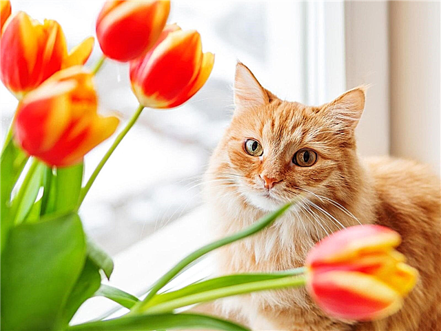 Grieztu ziedu un kaķu sajaukšana: ziedu pušķu izvēle Kaķi netiks ēst