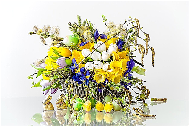 פרחי מרכז הפסחא: צמחים פופולריים ליצירות מרכזיות של הפסחא