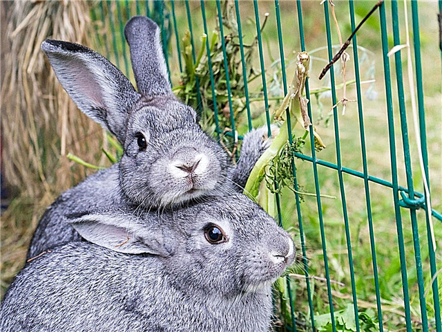 Kun je konijnen buiten houden: tips voor het grootbrengen van konijnen in de achtertuin