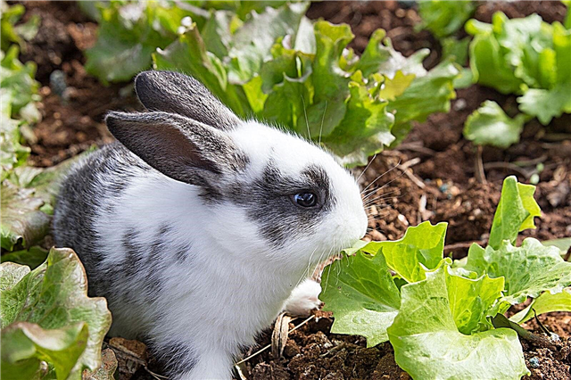 Plante toxice pentru iepuri - Aflați despre plante Iepurii nu pot mânca