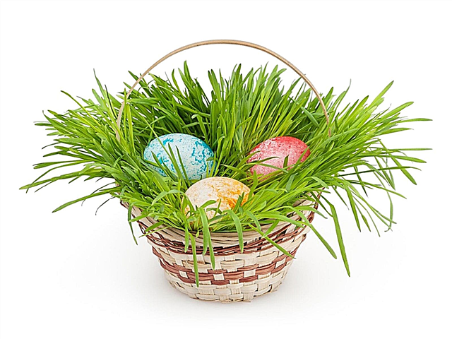 Faire pousser de l'herbe de Pâques: faire de l'herbe de panier de Pâques