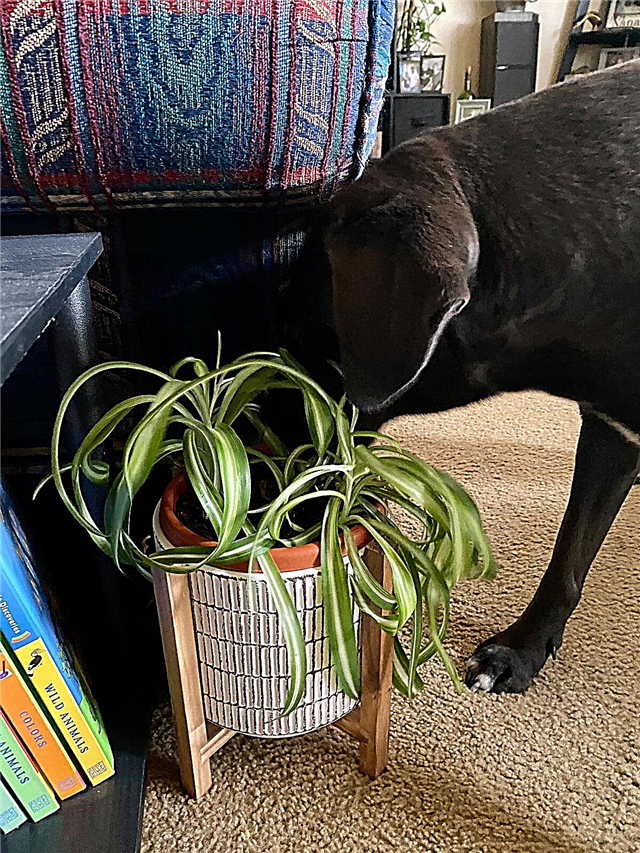 Plantas de casa seguras para cães: cães bonitos de plantas de casa não comem