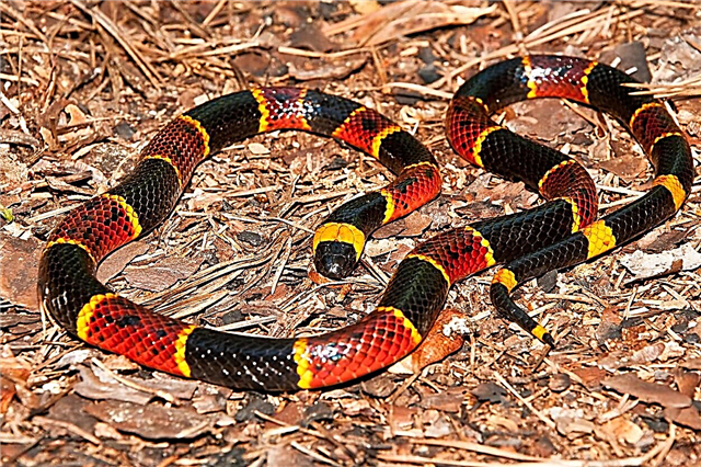 Identification des serpents dans les régions du sud - serpents communs dans les États du centre-sud