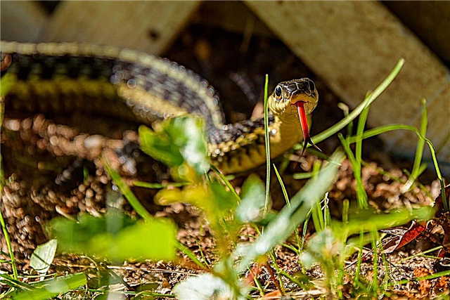 Gartenschlangenidentifikation: Wie sieht eine Gartenschlange aus?