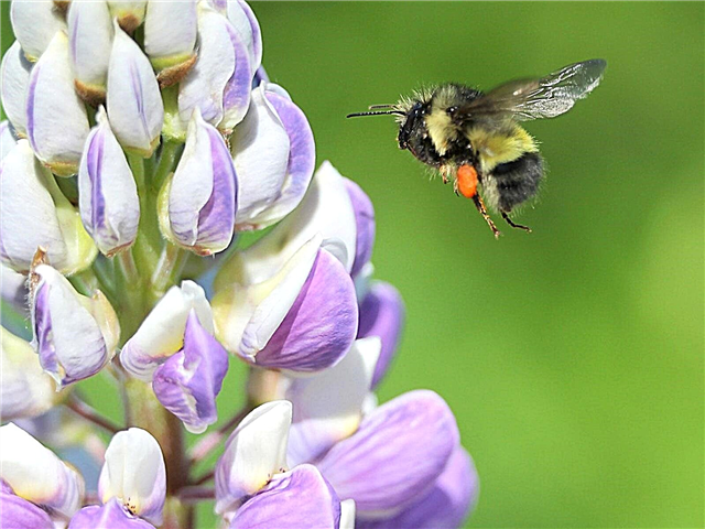 Polinizadores nativos do noroeste do Pacífico: abelhas e borboletas do noroeste nativo